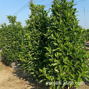 ��������������l��120-250CM