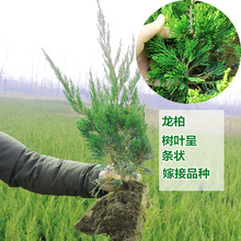 柏树苗松柏侧柏树苗扁柏圆柏松树塔柏宝塔松龙柏苗墓地柏树四季青