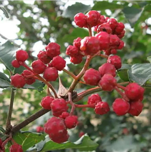 Sichuan Red Peppercorn Hua Jiao 500g Dried Zanthoxylum Spice for Cooking and Herbal Tea quality and texture