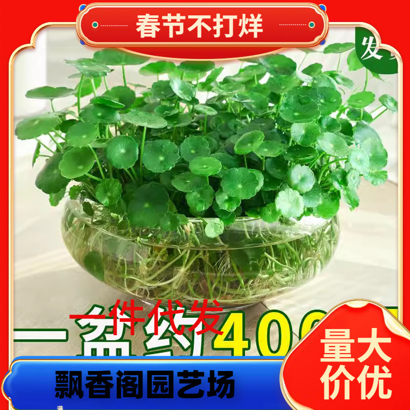 Dropshipping of Pennywort Hydroponic Plants for Lazy People, Indoor Living Room Small Green Plants, Potted Pennywort Four