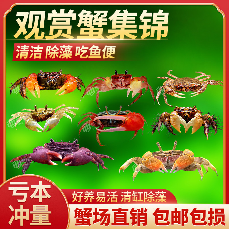 Mini Crab, Chili Crab, Live Pet Crab, Ornamental Crab, Insect-Eating, Algae-Removing, Freshwater Crab, Aquarium Crawling Bottom-Dwelling Animal Mini Crab, Chili Crab, Live Pet Crab, Ornamental Crab, Insect-Eating, Algae-Removing, Freshwater Crab, Aquarium Crawling Bottom-Dwelling Animal