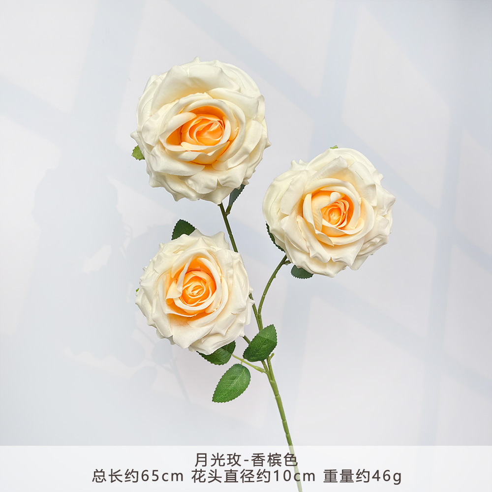 MJ-月光玫-香槟