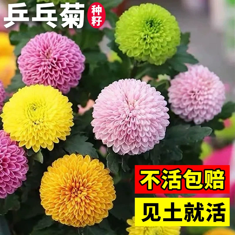 Семена хризантемы для настольного тенниса легко взрываются в горшках и цветут в любое время года. Маленькие ромашки легко выращивать в комнатных и уличных цветочных горшках.