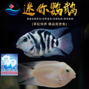 �Ꭷ��ˮ���㌚�{�׽��W�^�����~�����P�˻��w��ˮС�Ͳݸ��^�p�~