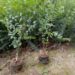 ������ľ�������lС�~Ůؑ�I�B���� ����С�~Ůؑ����ľ�r��