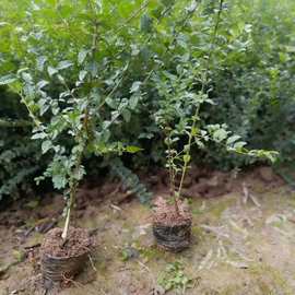 西安苗木基地批发小叶女贞营养钵苗 周至小叶女贞球苗木价格