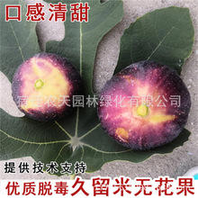 ɰ�ǟo�����玧���ļ����Ԯ���Y��������������t�������ϟo����