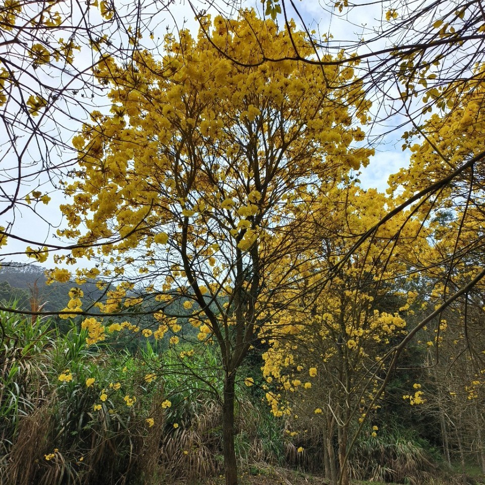 自家种植黄花风铃木5公分10公分15公分18公分20公分苗木枫树