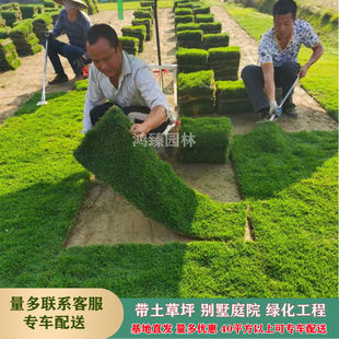Real Lawn with Soil Turf, Real Grass, Four-Season Green Green Grass, Cut-Off Ying Bermuda Manila House Courtyard Pingrun