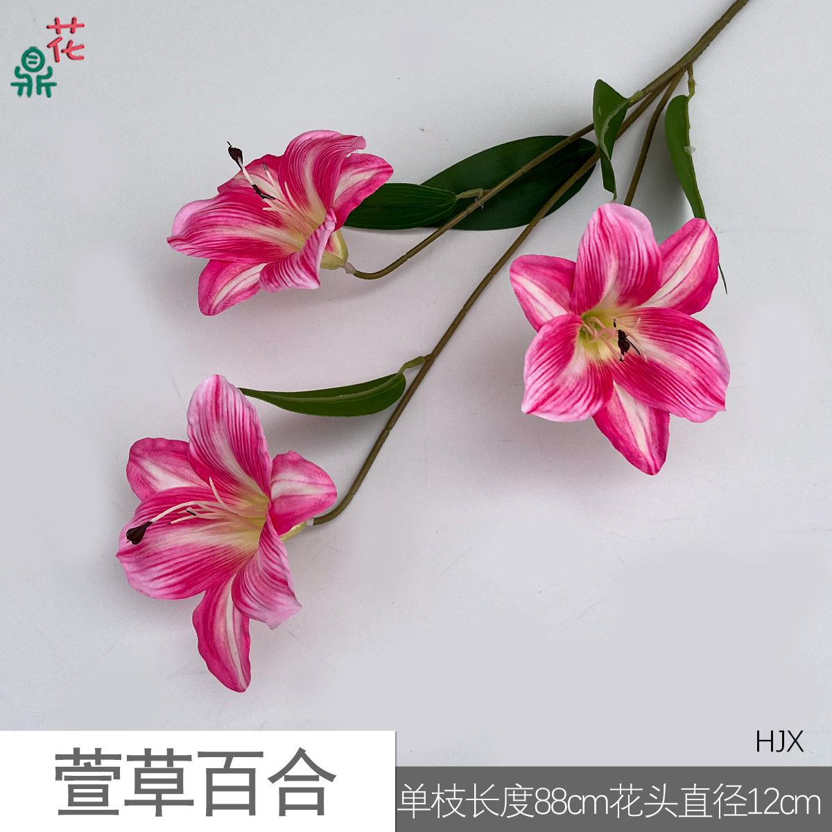 헤메로칼리스 릴리 HJX 다크 핑크