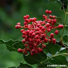 基地批发花椒苗四川麻辣花椒苗大红袍花椒树苗花椒小苗嫁接藤椒苗