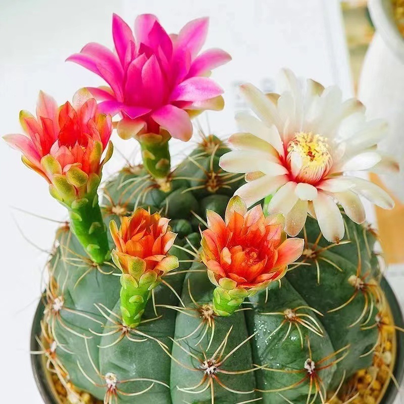 Scarlet Jade Cactus Blooms in All Seasons and Is Easy to Maintain. Fragrant Air Balcony Living Room Office Green Plants Potted Florals