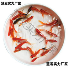 С���~���^�p�~��ˮ�ͻ���B�~��ˮ�t���\�����~С���~���~���~