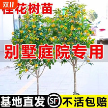 大型桂花树苗八月黄金桂丹桂庭院别墅地栽盆栽植物耐寒四季桂绿化