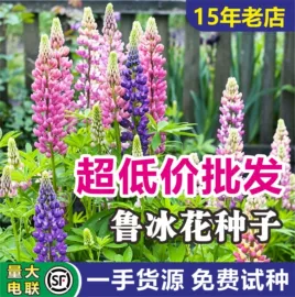 种子;草种子;种球