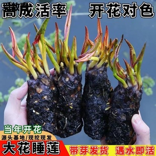 Large Water Lily Root Block Pond Water Lily Flower Hydroponic Plant All Year Round Lotus Potted Lotus Water Grown Lotus Aquatic Plant