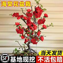 原生日本长寿冠海棠花盆栽苗提根盆景树桩室内花卉耐寒重瓣带花苞