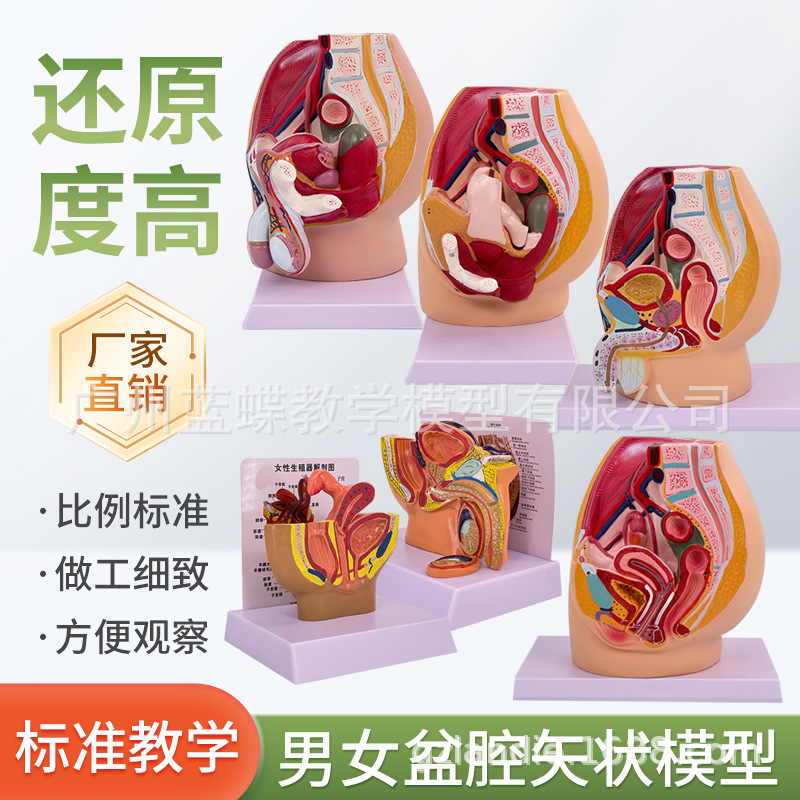 ��ǻģ��Ů��ʸ״����ģ����ֳϵͳ������������ϵͳ��ѧģ��ҽѧ