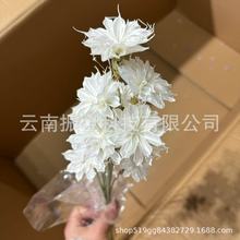 真花手工画昙花小冰菊紫罗兰海棠花干花花店单品仿真花拍摄道具