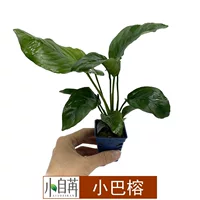 Аква Баньян микроавтобус Banyan Big Leaf Banyan Настоящая водная трава живая декоративная вода аквариум озеленение негативный негатив