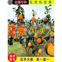 �޽���ɽ�t���ː���28̖38̖���Ә�����������ȸ�����t���˘���