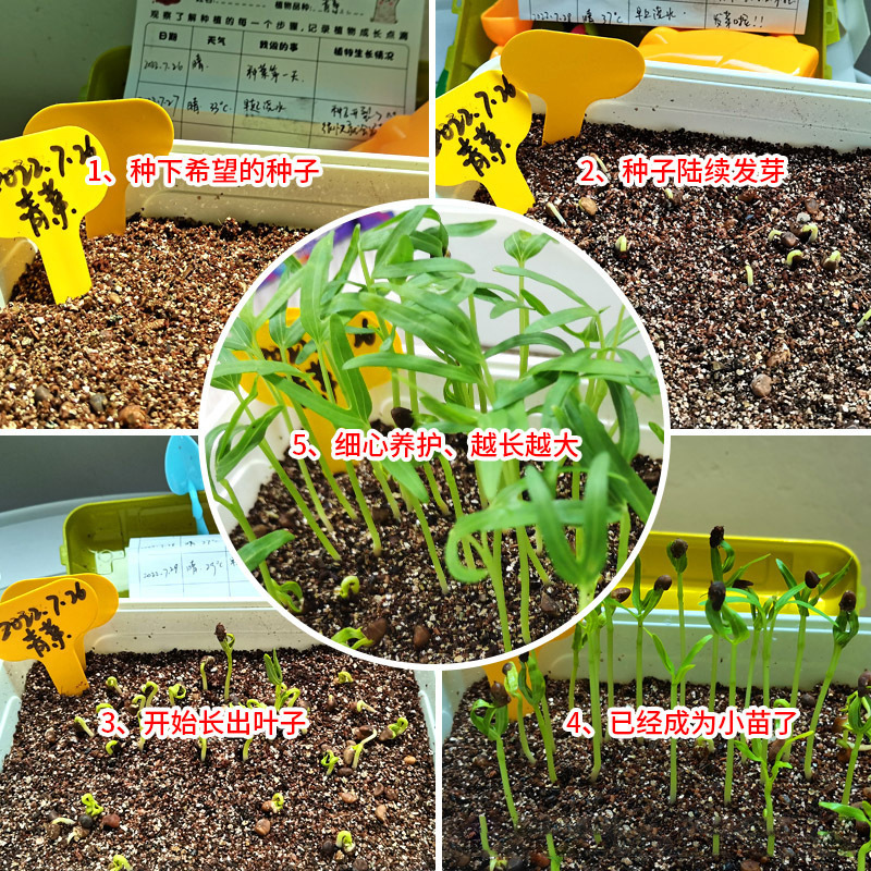 La Ciencia y la educación de los niños kindergarten tarea manual DIY plantación planta verde en maceta flor semilla regalo traje caja ciega