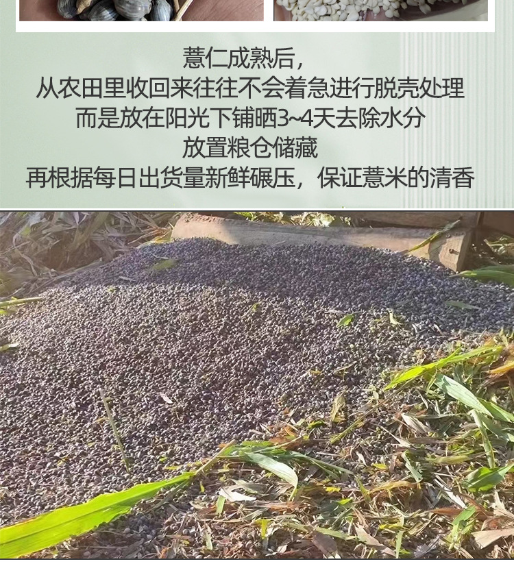 Yunnan Old Variety Coix Seed Broken Job's Tears Mojiang Glutinous Coix Grain 500g specifications