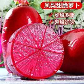 凤梨萝卜种子水果萝卜紫美人红心脆甜阳台四季盆栽蔬菜