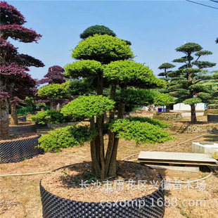 Wholesale Small-Leaf Red Cypress, Hunan-Shaped Red Cypress Tree Ancient Stump, Villa Courtyard Bonsai, Large Quantity