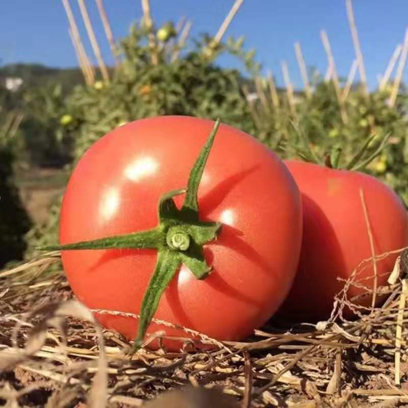 雲南露天西紅柿新鮮高原番茄