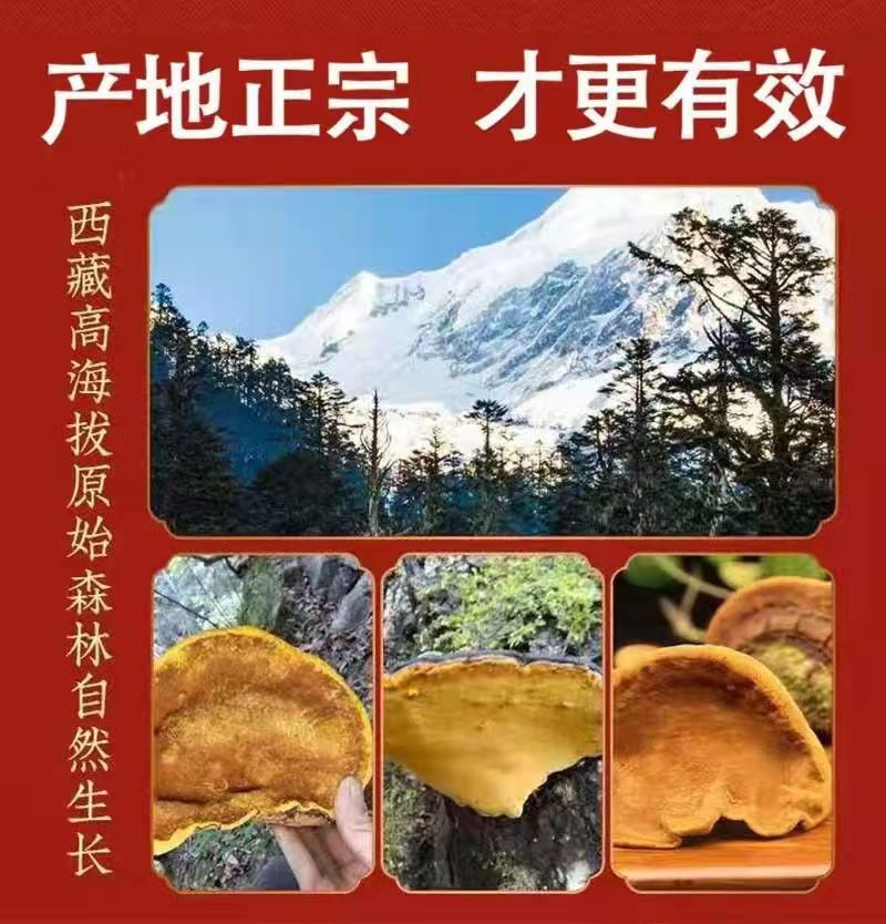 Sang Huang Mulberry Yellow Fungus Sliced 100g Bag Traditional Herbal Wellness for Middle Aged and Older Adults preparation