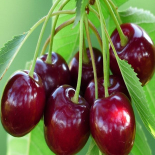 ����ֱ�N ���Ҙ� �޽Ӟ����m���Ҙ� ����Y�� �Ϸ��Nֲ�������l