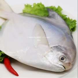 东海鲳鱼新鲜冷冻白鲳鱼,银鲳鱼野生平鲳鱼海鲜水产银鱼包装整鱼