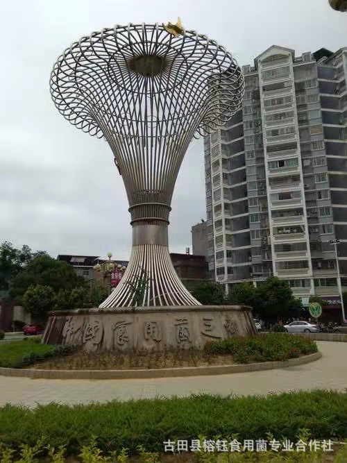 鸡腿菇宝贝详情