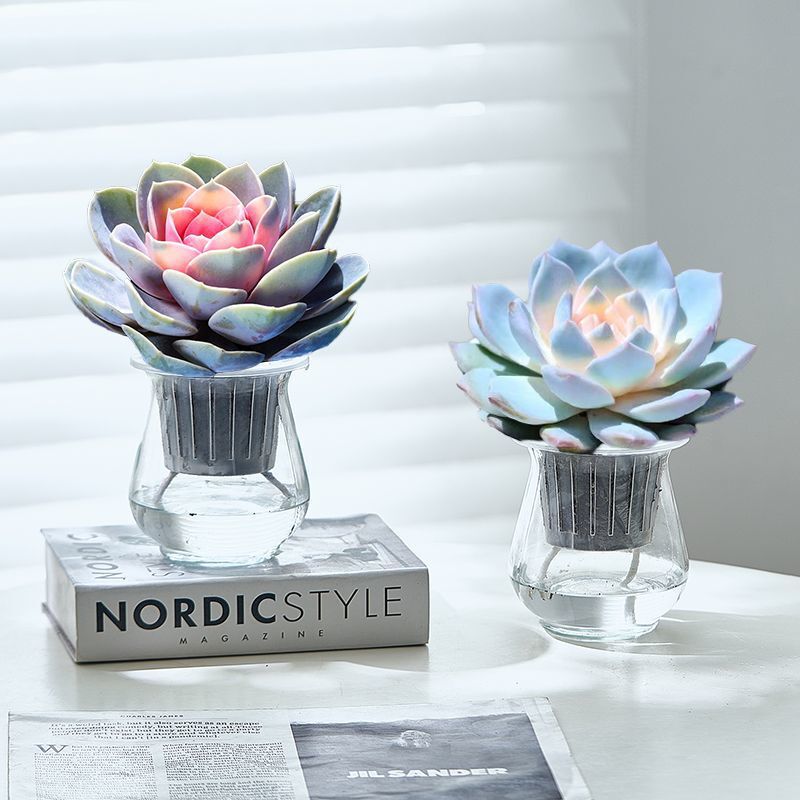 Sugar Heart Purple Pearl Succulent Potted Hydroponic Plant Indoor Easy to Feed Flower Office Desktop Radiation-Proof Green Plant