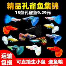 孔雀鱼活鱼斑马观赏鱼小型淡水好养耐活热带鱼凤尾鱼小鱼鱼苗中国
