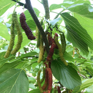 �������l̨���L��ɣ���� ̨���L��ɣ���� �ļ��Lɣ�ع���ɣ������