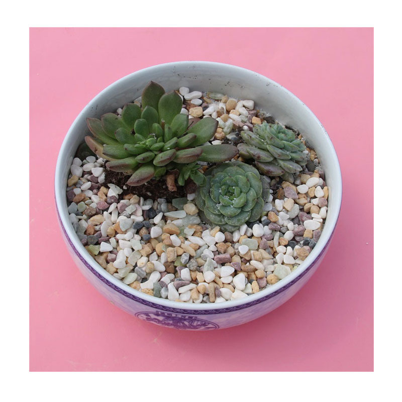 ����ֱ�����ɫ��Ȼ��ʯ | �����ѡ | ԰���̻���·Сʯ������