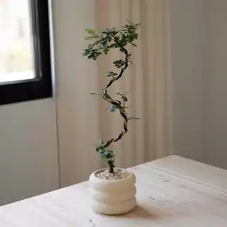 中古侘寂风丛生造型九里香植物茶室内装饰盆栽新中式客厅桌面绿植