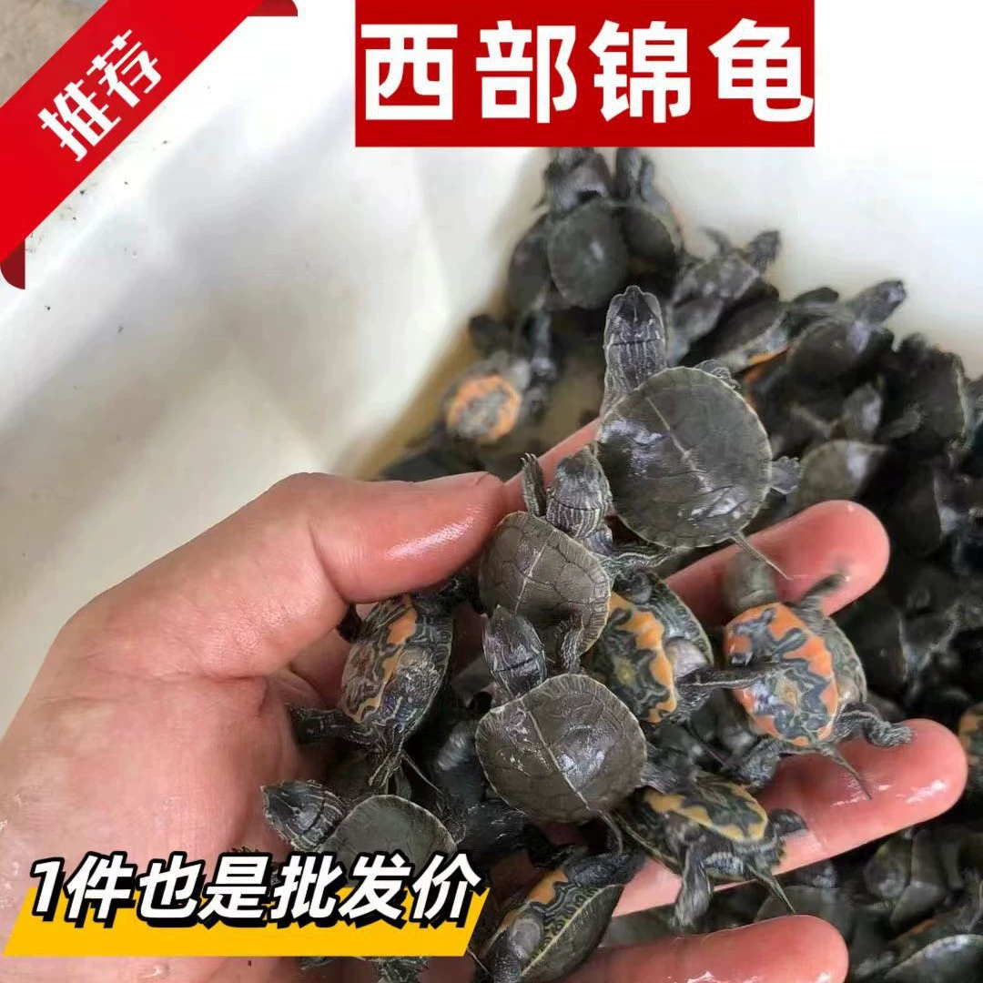 Черепаха Сицзинь, разведение в аквариумах, эстетичный домашний питомец, красношерстная глубоководная черепаха, оптом для прудов, популярная, здоровая и активная.