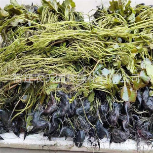 2-Cornered Red Water Chestnut Seeds, Old-Edge-Cornered Lingjiao Seedlings, Two-Cornered Water Chestnut Green Water Chestnut Seeds with Buds, Red Water Chestnut Seedlings