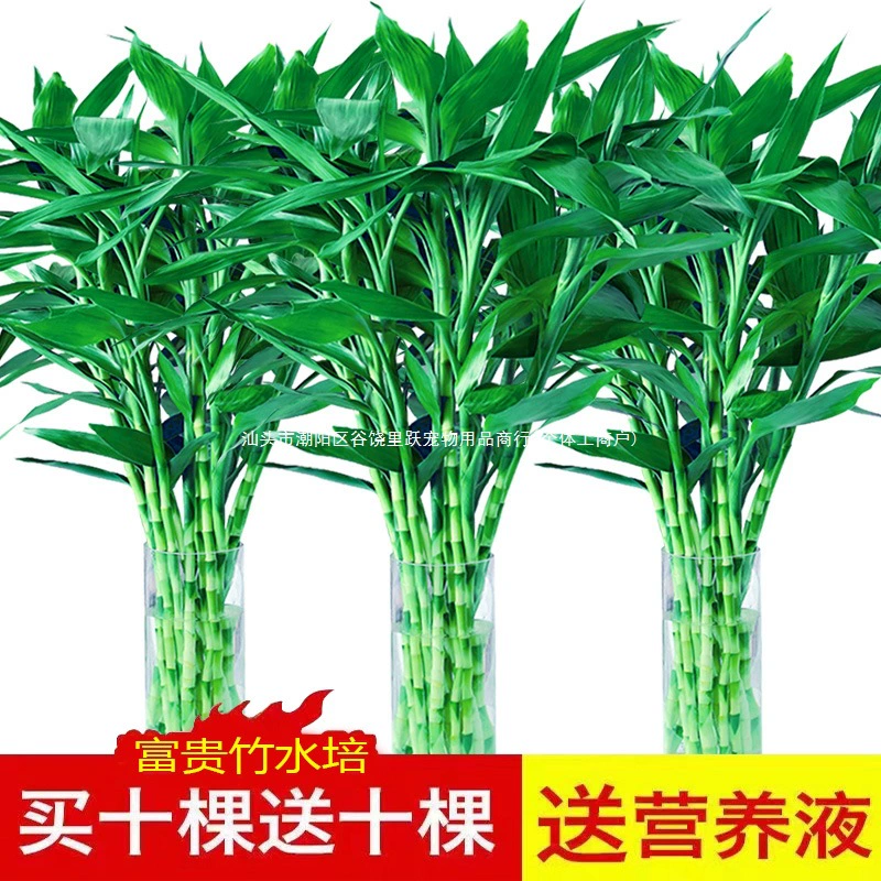 Богатые бамбуковые гидропонные растения для процветания в гостиной, зеленые растения, вьющиеся бамбуковые растения, цветы в горшках, украшение для дома.