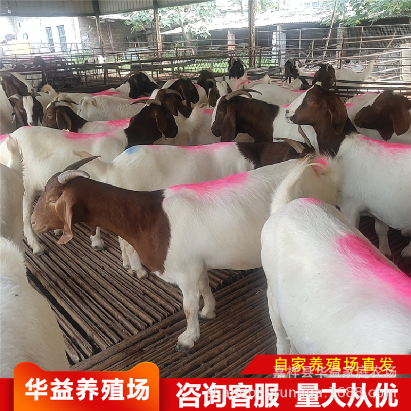 山东波尔山羊种羊 哪里有卖山羊的 云南山羊养殖小山羊多少一只