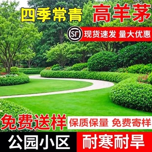 Cold-Resistant and Drought-Resistant Perennial Tall Fescue Grass Seeds Are Easy to Live in All Seasons, Slope Protection, Courtyard Park Greening Grass Seeds