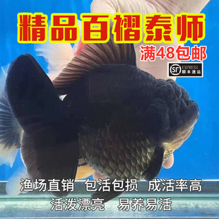 黑金魚圖片 海量高清黑金魚圖片大全 阿里巴巴