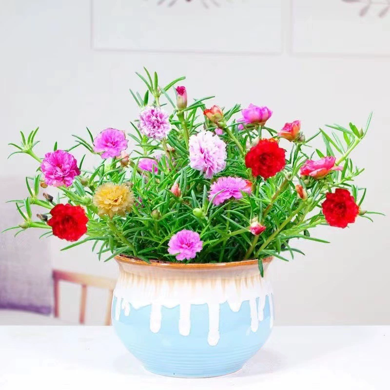 Подсолнечник горшечный цветок зеленое растение двойной цветок рассада с корнем с бутоном Four Seasons цветущее растение балкон двор многолетник