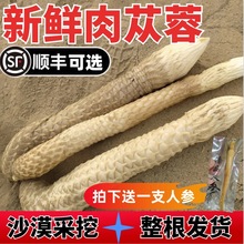 内蒙古阿拉善新鲜肉苁蓉中药材整根锁阳淫羊藿泡酒料特级沙漠人参