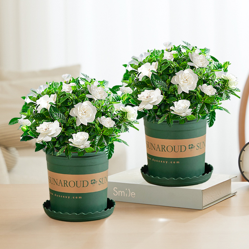 [두 화분 특별 제공] 부티크 90#싹이 있는 치자나무(갤런 화분) + 영양액