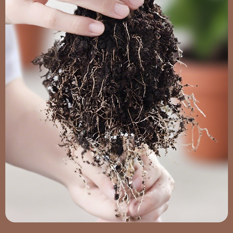 艾尚棵植物生根液再生剂通用型移栽水培巴西木园艺花卉生根营养液|undefined