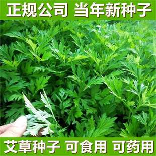 Mugwort Seeds Edible Medicinal Mosquito Repellent Mugwort Leaves Seeds Wild Large and Small Leaves Mugwort and Artemisia Annua Planting All Year Round Mosquito Repellent